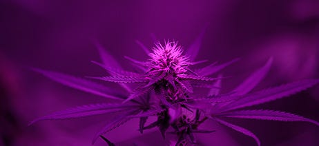 Purple cannabis plant under purple lights