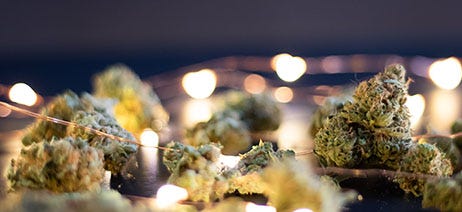Cannabis buds scattered across white holiday lights