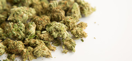 Pile of marijuana popcorn flower