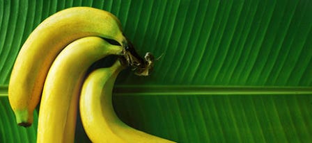 Banana Strains: Top 5 Banana Cannabis Cultivars