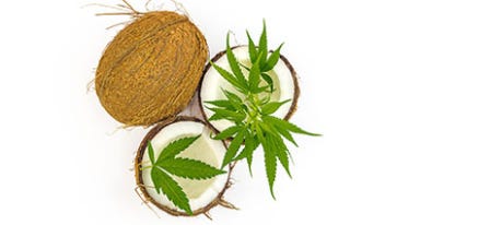 How to Make Cannabis Coconut Oil: Two Easy Recipes
