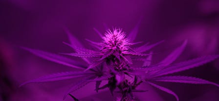 Deep purple cannabis plant under a purple light