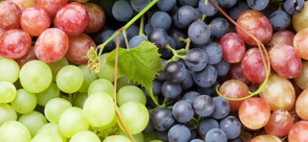 Grape Strains for Grape-ful Cannabis Lovers