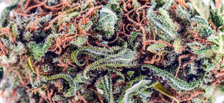 What is Premium, Top-Shelf Flower? 