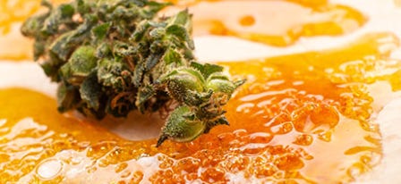 What Are Solventless Concentrates & How Are They Different?