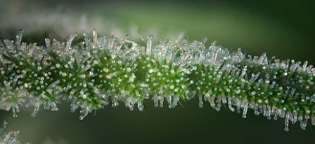 Cannabis Trichomes: What Are They & What Do They Do?