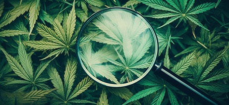 Cannabis leaves with a magnifying glass