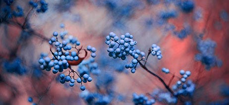 Bunches of blue berries on a branch