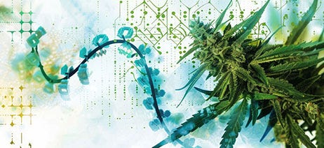 Cannabis plant over a colorful, scientific-like drawing with dots and lines