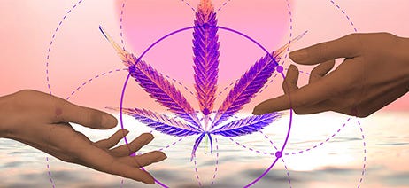 Two hands reaching toward a purple cannabis leaf in a purple circle