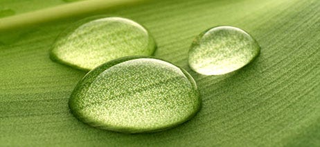 Three water droplets on a green leaf