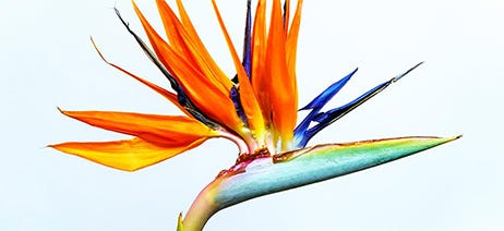 Bird of Paradise flower in front of a white background