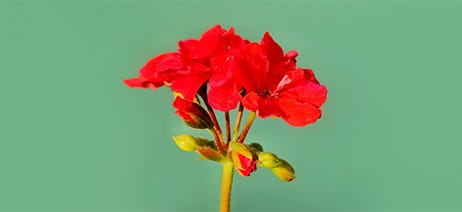 Red geranium flower on a blue background