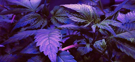 Cannabis leaves under a purple lamp