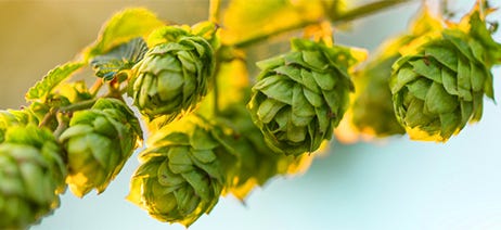 hops growing on a vine