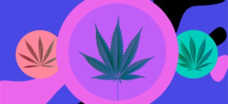 Indica cannabis plant between a sativa plant and a hybrid plant