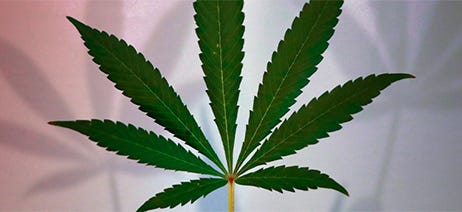 Cannabis plant leaf on a multicolored background