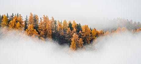 Green and yellow pine trees on a fog-covered mountain