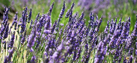 Field with purple lavender plants
