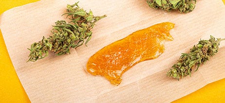 Live rosin on parchment paper surrounded by three cannabis flower buds