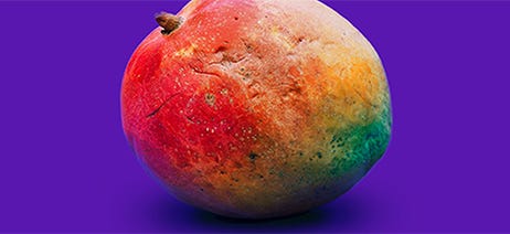 Mango sitting on a dark purple background