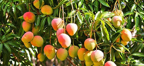 Mangoes growing on a tree in the sun