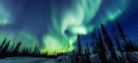 Northern lights over a snow-covered pine tree forest