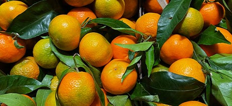 Pile of ripe oranges with leaves still attached to the stems