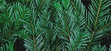 Pine tree branches spread over a black background