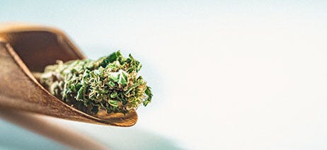 Cannabis bud on a wooden spoon