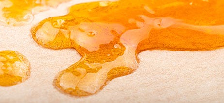 Rosin concentrate slowly oozing along parchment paper