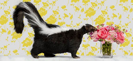 Skunk smelling a bouquet of roses on a yellow wallpapered background