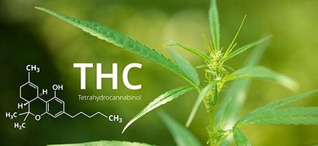 THC molecule in front of a cannabis plant