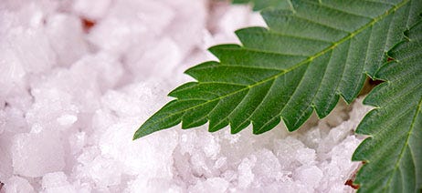 Close up of white THC isolate under a cannabis leaf