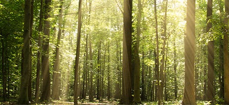 Green forest with the sun peaking through the trees