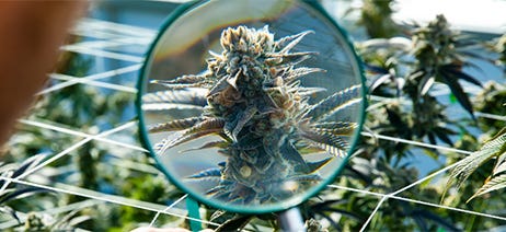 Person examining a cannabis plant with a magnifying glass