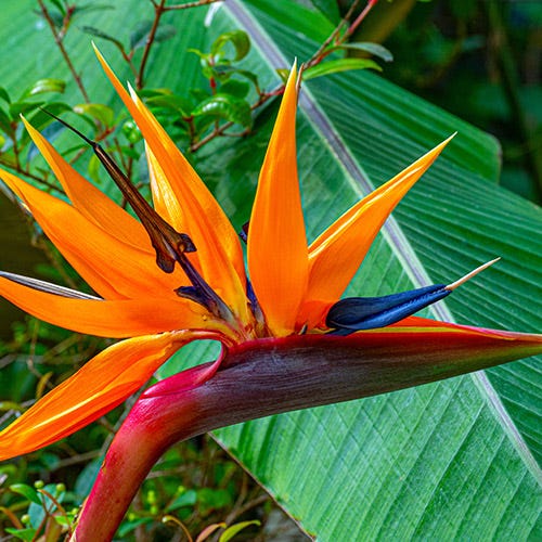 Bird of paradise plant in front of a large tropical leaf