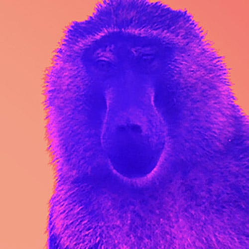 Large purple monkey on a pink background