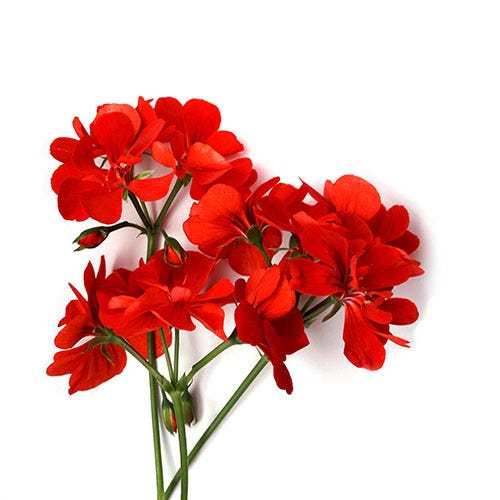 Geranium flowers