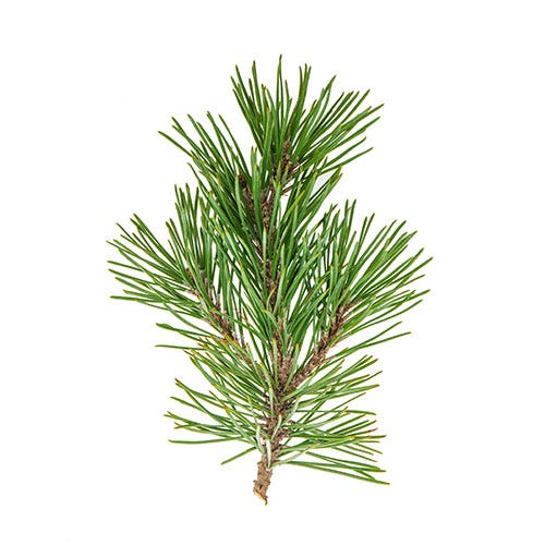 pine bough 