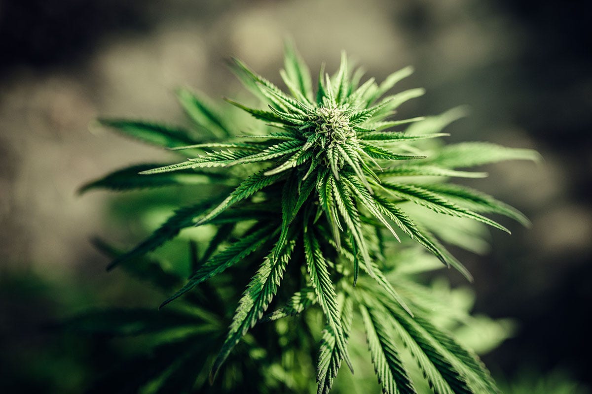 Sativa plant growing outside