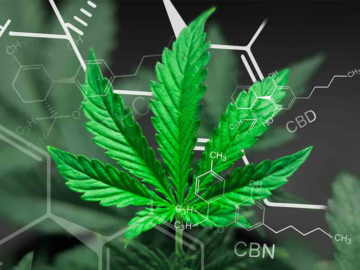 Cannabis leaf with cannabinoid molucule drawings behind it