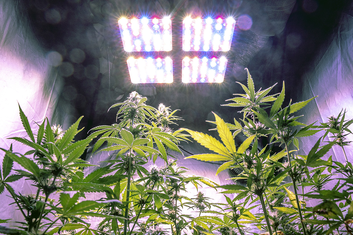 Cannabis plants growing under full spectrum LED