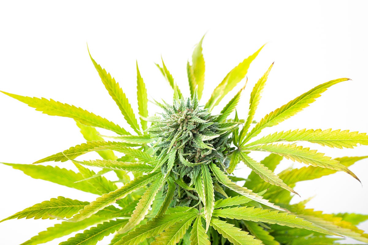 Bright green sativa plant