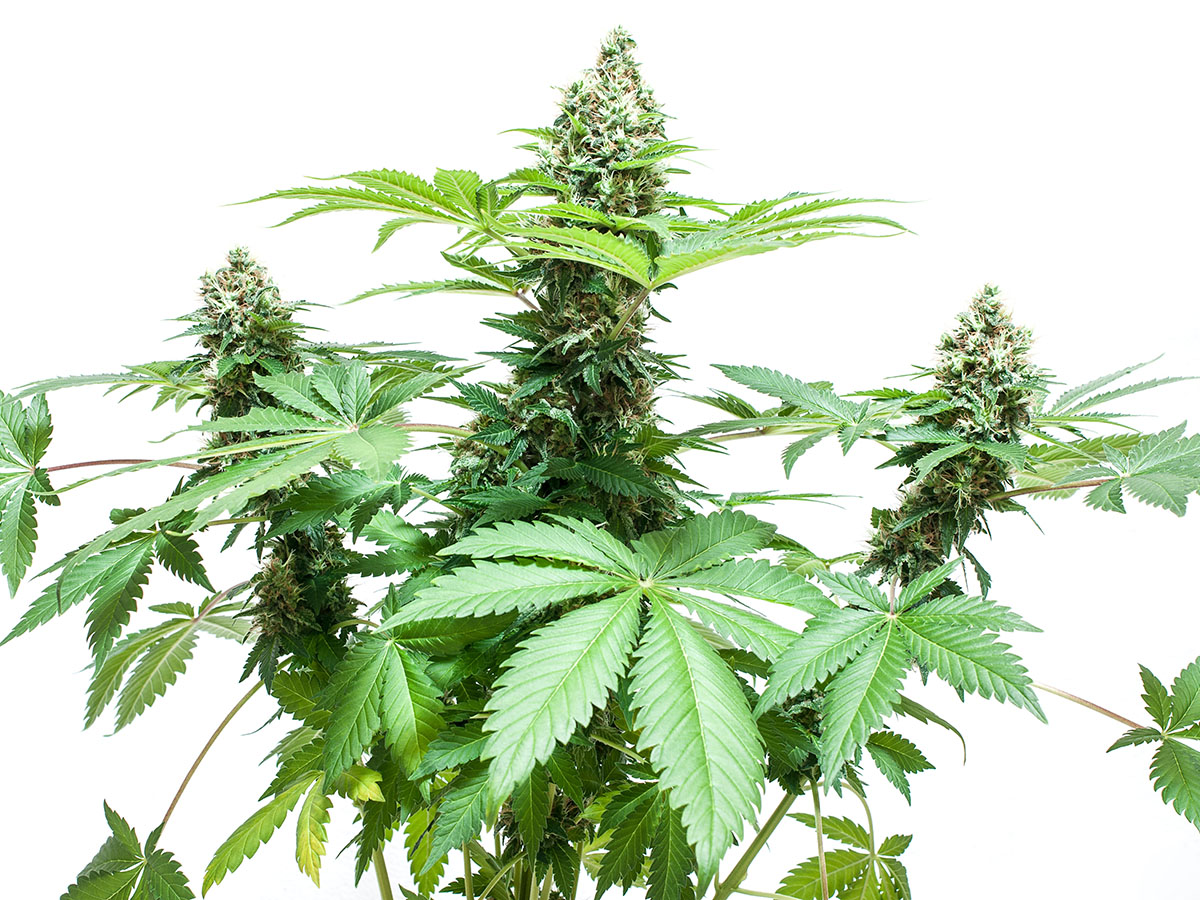 Growing cannabis plants on a white background