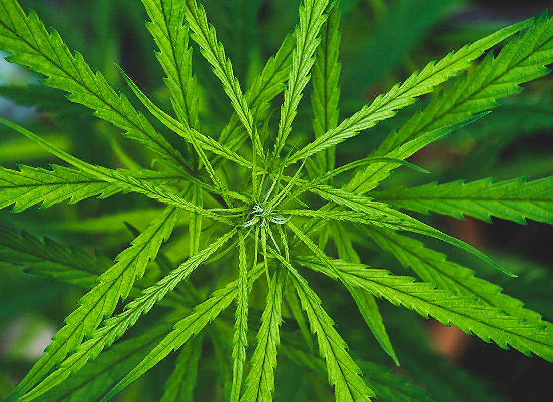 Cannabis sativa plant in Thailand