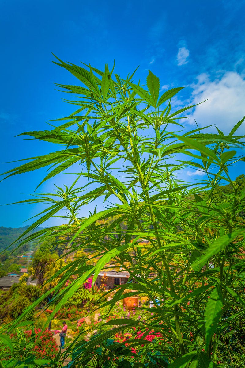 Cannabis plant growing outside in Thailand