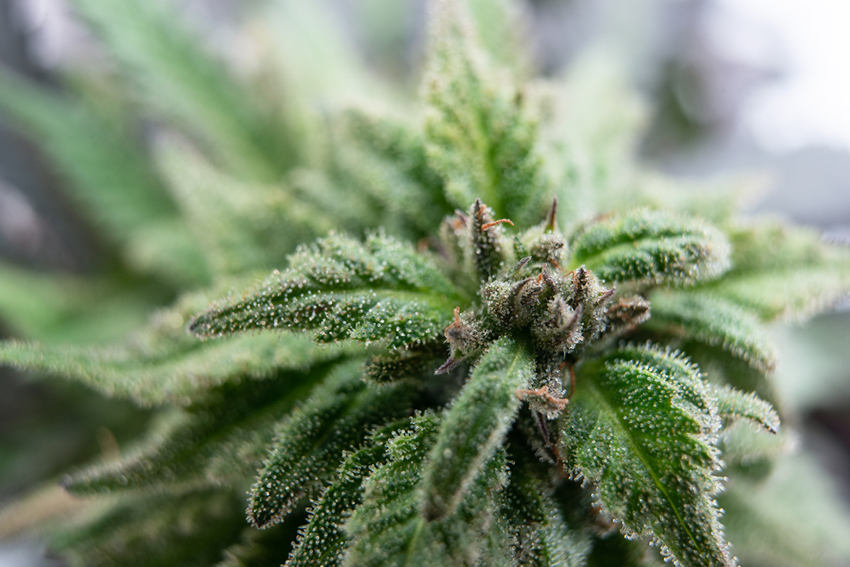 Macro look at cannabis trichomes on a cannabis plant