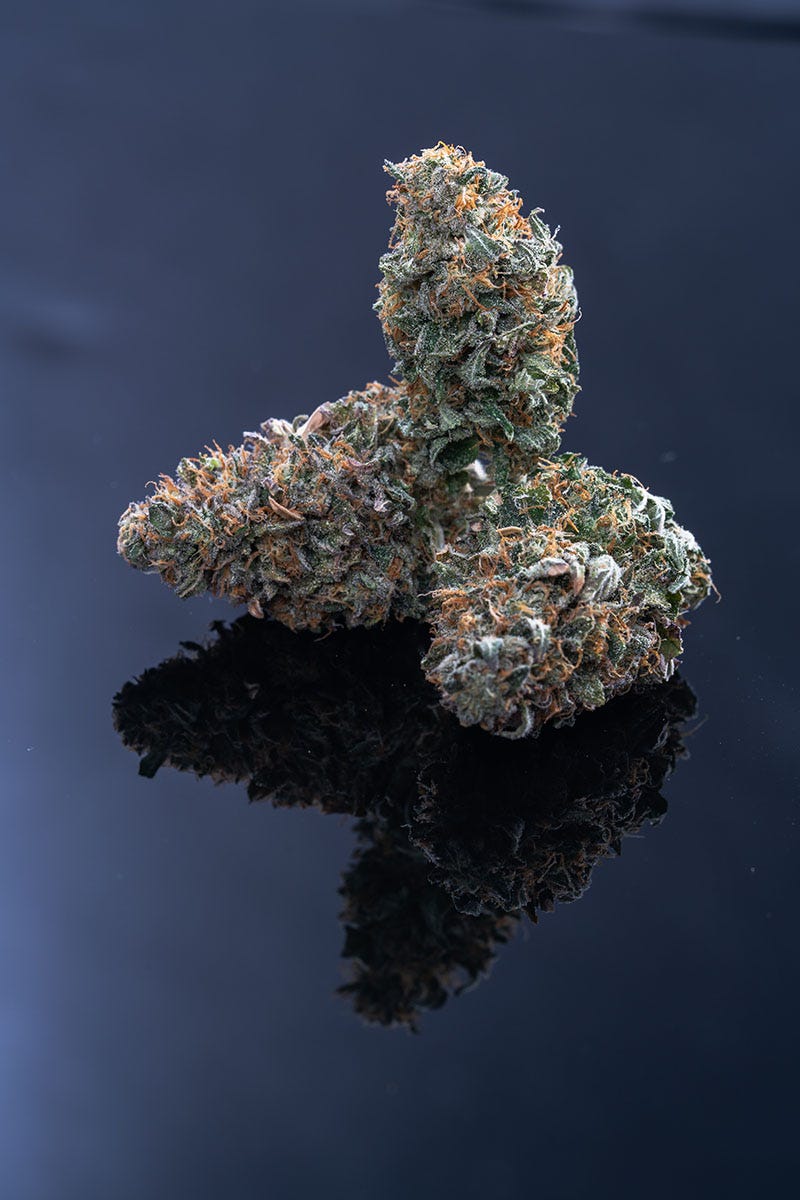 Apple Fritter flower on a black background