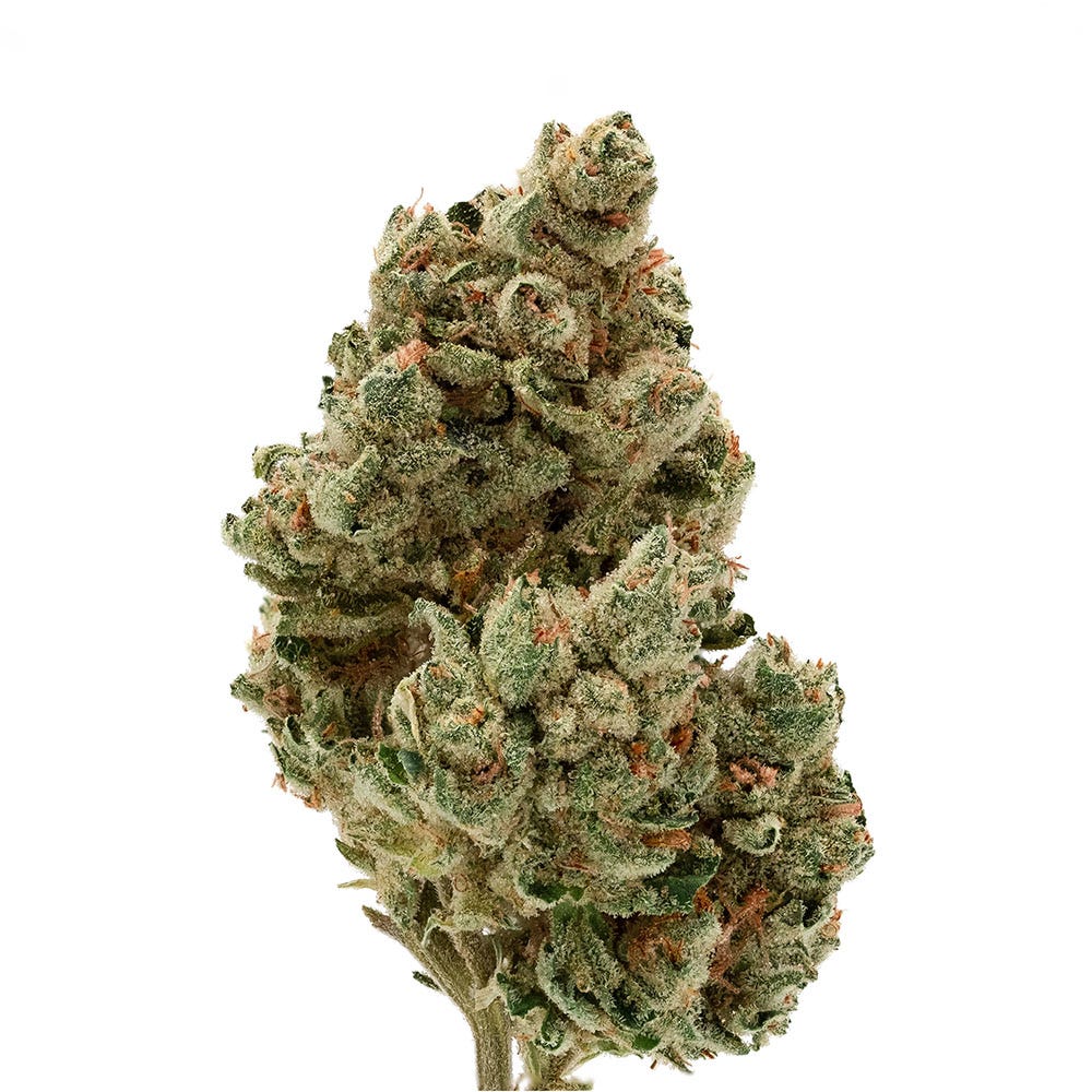Large cannabis bud